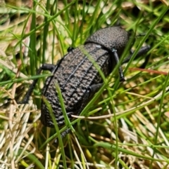 Amycterus abnormis at Tennent, ACT - 4 Oct 2021