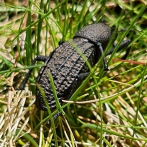 Amycterus abnormis at Tennent, ACT - 4 Oct 2021