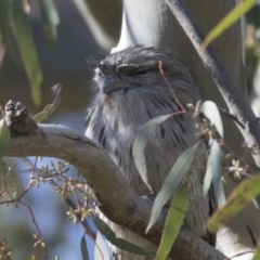 Podargus strigoides (Tawny Frogmouth) at Hawker, ACT - 23 Sep 2021 by AlisonMilton