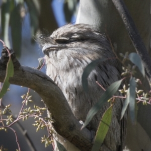 Podargus strigoides at Hawker, ACT - 24 Sep 2021 09:06 AM