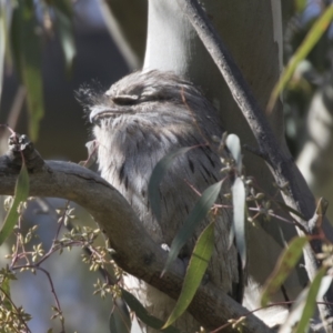 Podargus strigoides at Hawker, ACT - 24 Sep 2021 09:06 AM