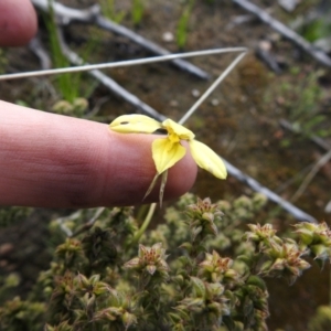 Diuris chryseopsis at Carwoola, NSW - 4 Oct 2021