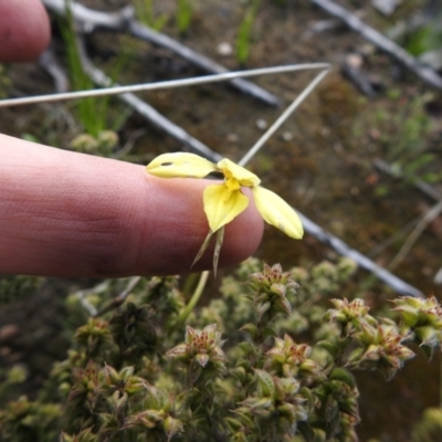 Diuris chryseopsis (Golden Moth) at Carwoola, NSW - 4 Oct 2021 by Liam.m