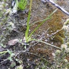 Diuris chryseopsis at Carwoola, NSW - 4 Oct 2021