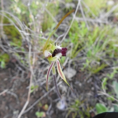 Caladenia parva (Brown-clubbed Spider Orchid) at Carwoola, NSW - 4 Oct 2021 by Liam.m