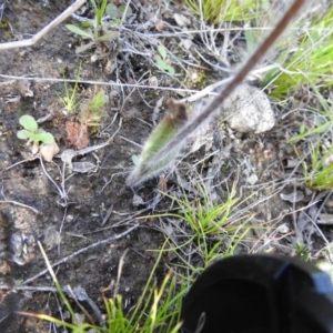 Caladenia parva at Carwoola, NSW - suppressed