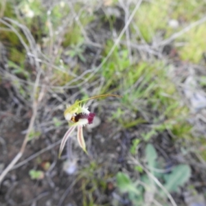 Caladenia parva at Carwoola, NSW - suppressed