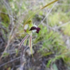 Caladenia parva at Carwoola, NSW - suppressed