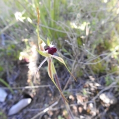 Caladenia parva at Carwoola, NSW - suppressed