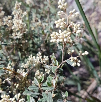 Pomaderris pallida (Pale Pomaderris) at Conder, ACT - 4 Oct 2021 by VeraKurz