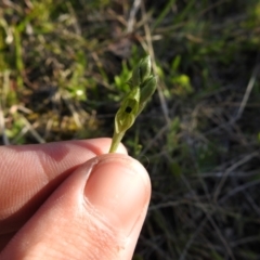 Hymenochilus bicolor (ACT) = Pterostylis bicolor (NSW) (Black-tip Greenhood) at Carwoola, NSW - 4 Oct 2021 by Liam.m