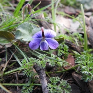 Viola betonicifolia at Carwoola, NSW - suppressed