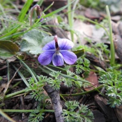 Viola betonicifolia (Mountain Violet) at Carwoola, NSW - 4 Oct 2021 by Liam.m