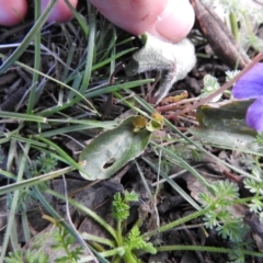 Viola betonicifolia at Carwoola, NSW - suppressed