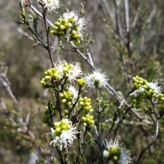 Kunzea parvifolia (Violet Kunzea) at Tuggeranong Hill - 4 Oct 2021 by VeraKurz