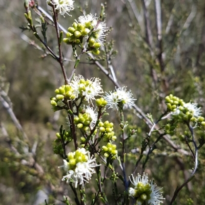 Kunzea parvifolia (Violet Kunzea) at Conder, ACT - 4 Oct 2021 by VeraKurz