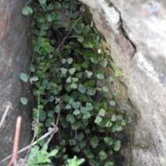 Asplenium flabellifolium (Necklace Fern) at Carwoola, NSW - 4 Oct 2021 by Liam.m