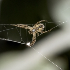 Salsa fuliginata (Sooty Orb-weaver) at Higgins, ACT - 16 Sep 2021 by AlisonMilton