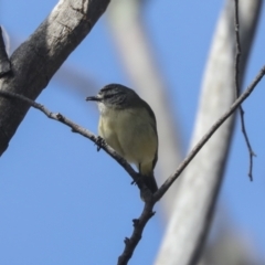 Acanthiza chrysorrhoa at Higgins, ACT - 21 Sep 2021