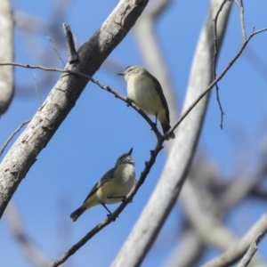 Acanthiza chrysorrhoa at Higgins, ACT - 21 Sep 2021