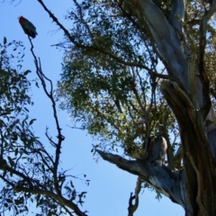 Callocephalon fimbriatum (Gang-gang Cockatoo) at Hughes, ACT - 4 Oct 2021 by LisaH