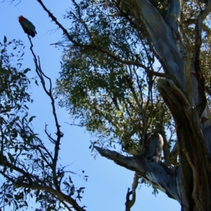 Callocephalon fimbriatum at Hughes, ACT - suppressed