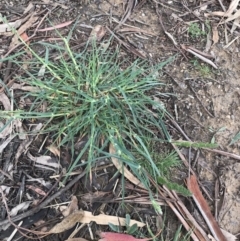 Dactylis glomerata (Cocksfoot) at Garran, ACT - 30 Sep 2021 by Tapirlord