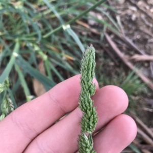 Dactylis glomerata at Garran, ACT - 30 Sep 2021 01:44 PM