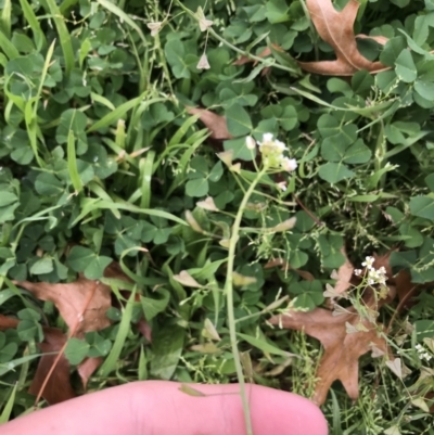 Capsella bursa-pastoris (Shepherd's Purse) at Phillip, ACT - 30 Sep 2021 by Tapirlord