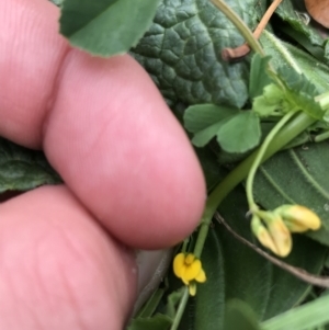 Medicago polymorpha at Phillip, ACT - 30 Sep 2021