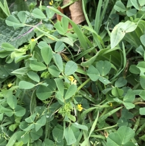 Medicago polymorpha at Phillip, ACT - 30 Sep 2021