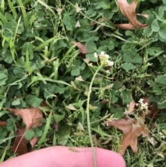 Medicago polymorpha at Phillip, ACT - 30 Sep 2021 01:38 PM