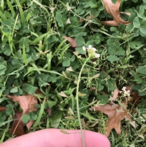 Medicago polymorpha at Phillip, ACT - 30 Sep 2021