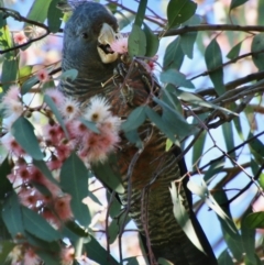 Callocephalon fimbriatum at Deakin, ACT - 4 Oct 2021