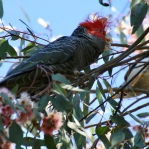 Callocephalon fimbriatum at Deakin, ACT - 4 Oct 2021