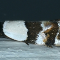 Euphiltra eroticella (A Concealer moth (Wingia group)) at Ainslie, ACT - 28 Sep 2021 by jb2602