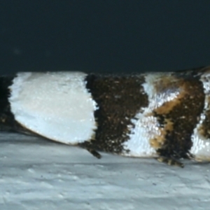 Euphiltra eroticella at Ainslie, ACT - 28 Sep 2021