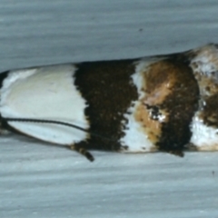 Euphiltra eroticella at Ainslie, ACT - 28 Sep 2021