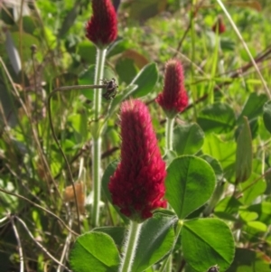 Trifolium incarnatum at Holt, ACT - 27 Sep 2021