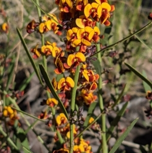 Daviesia leptophylla at Hackett, ACT - 4 Oct 2021 05:02 PM