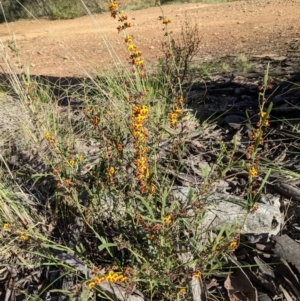 Daviesia leptophylla at Hackett, ACT - 4 Oct 2021