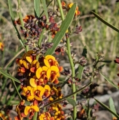 Daviesia leptophylla at Hackett, ACT - 4 Oct 2021