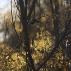 Melithreptus brevirostris (Brown-headed Honeyeater) at Hall, ACT - 3 Oct 2021 by Anna123