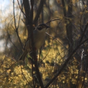 Melithreptus brevirostris at Hall, ACT - 4 Oct 2021 10:53 AM