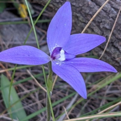 Glossodia major (Wax Lip Orchid) at Watson, ACT - 4 Oct 2021 by abread111