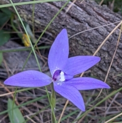 Glossodia major at Watson, ACT - suppressed