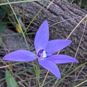 Glossodia major at Watson, ACT - suppressed