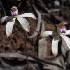 Caladenia ustulata (Brown Caps) at Black Mountain - 3 Oct 2021 by pinnaCLE