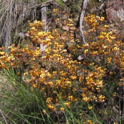 Dillwynia phylicoides (A Parrot-pea) at Acton, ACT - 4 Oct 2021 by pinnaCLE