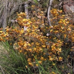 Dillwynia phylicoides (A Parrot-pea) at Acton, ACT - 3 Oct 2021 by pinnaCLE